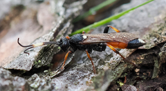 Ichneumon bucculentus