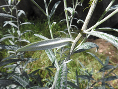 Senecio linearifolius linearifolius