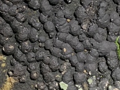 Jackrogersella cohaerens