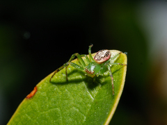 Diaea ambara