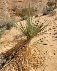 Yucca utahensis