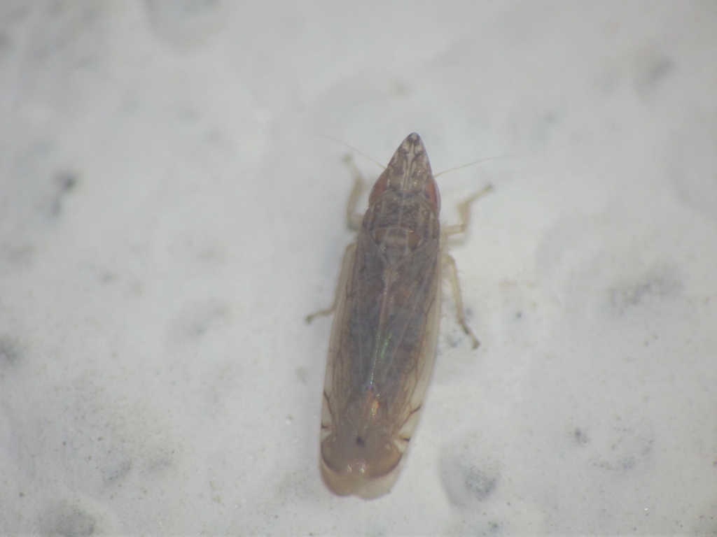 Grammacephalus indicus