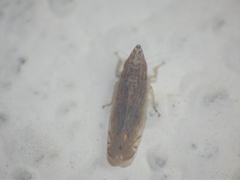 Grammacephalus indicus