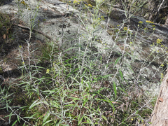 Senecio linearifolius linearifolius