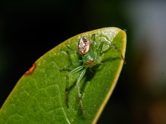 Diaea ambara