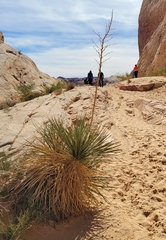 Yucca utahensis