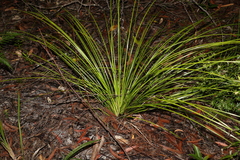 Xanthorrhoea macronema