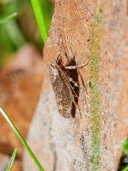 Atomotricha