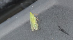 Rhynchomitra lingula