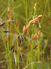 Eurychorda complanata
