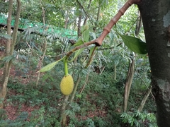 Artocarpus heterophyllus