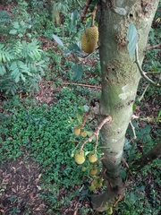 Artocarpus heterophyllus
