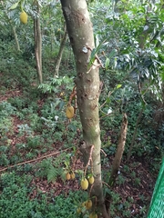 Artocarpus heterophyllus