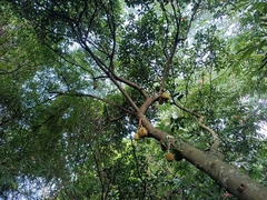 Artocarpus heterophyllus