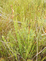 Eurychorda complanata