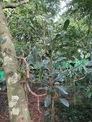 Artocarpus heterophyllus