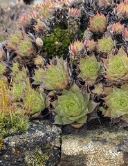 Sempervivum tectorum