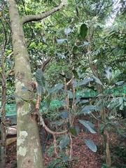 Artocarpus heterophyllus