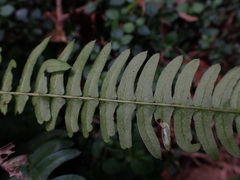 Blechnum punctulatum
