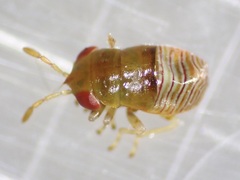 Geocoris