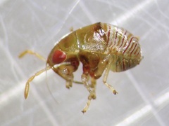 Geocoris