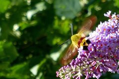 Hemaris fuciformis