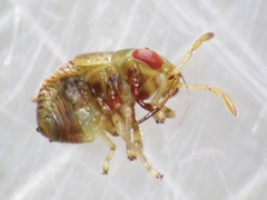 Geocoris