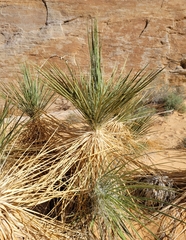 Yucca utahensis