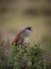 Centropus superciliosus