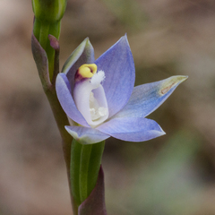 Thelymitra pallidifructus