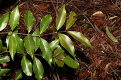Syzygium crebrinerve