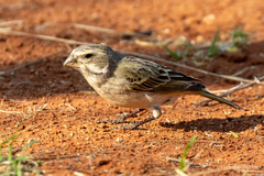 Crithagra flaviventris