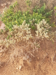 Thymelaea velutina