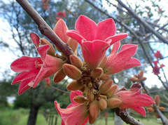 Brachychiton bidwillii