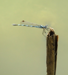 Austrolestes annulosus