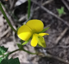 Rhynchosia leucoscias
