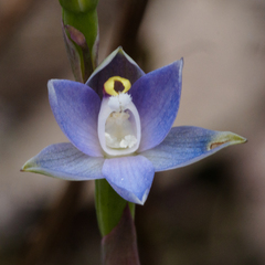 Thelymitra pallidifructus