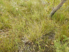 Schoenus calostachyus