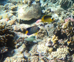 Pygoplites diacanthus