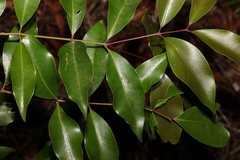 Syzygium crebrinerve