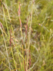 Schoenus calostachyus