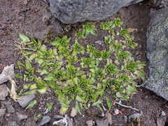 Hypochaeris sessiliflora