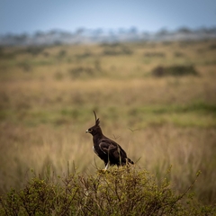 Lophaetus occipitalis