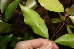 Syzygium crebrinerve