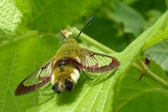 Hemaris fuciformis