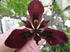 Moraea lurida