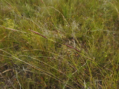 Schoenus calostachyus