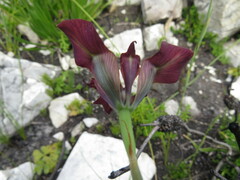 Moraea lurida