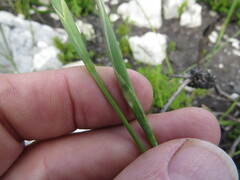 Moraea lurida
