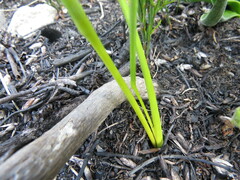 Moraea lurida